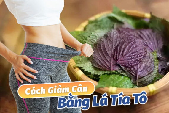 Cách Giảm Cân Bằng Lá Tía Tô Để Giảm Cân An Toàn Và Tự Nhiên