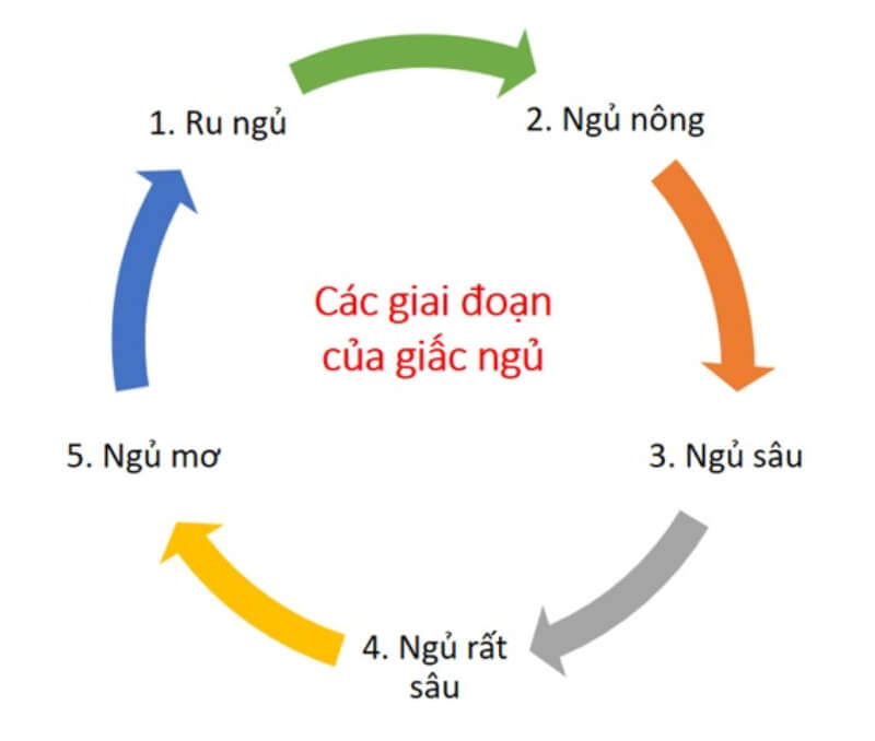 cơ chế giấc ngủ